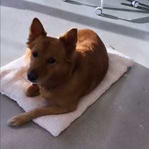 Meet your Posher, Kyara